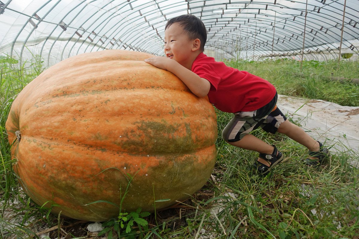 ChinaDaily's tweet image. Specimen from space: Seeds used to breed the pumpkin weighing 180 kgs in Fuyang, Anhui province had traveled into space.