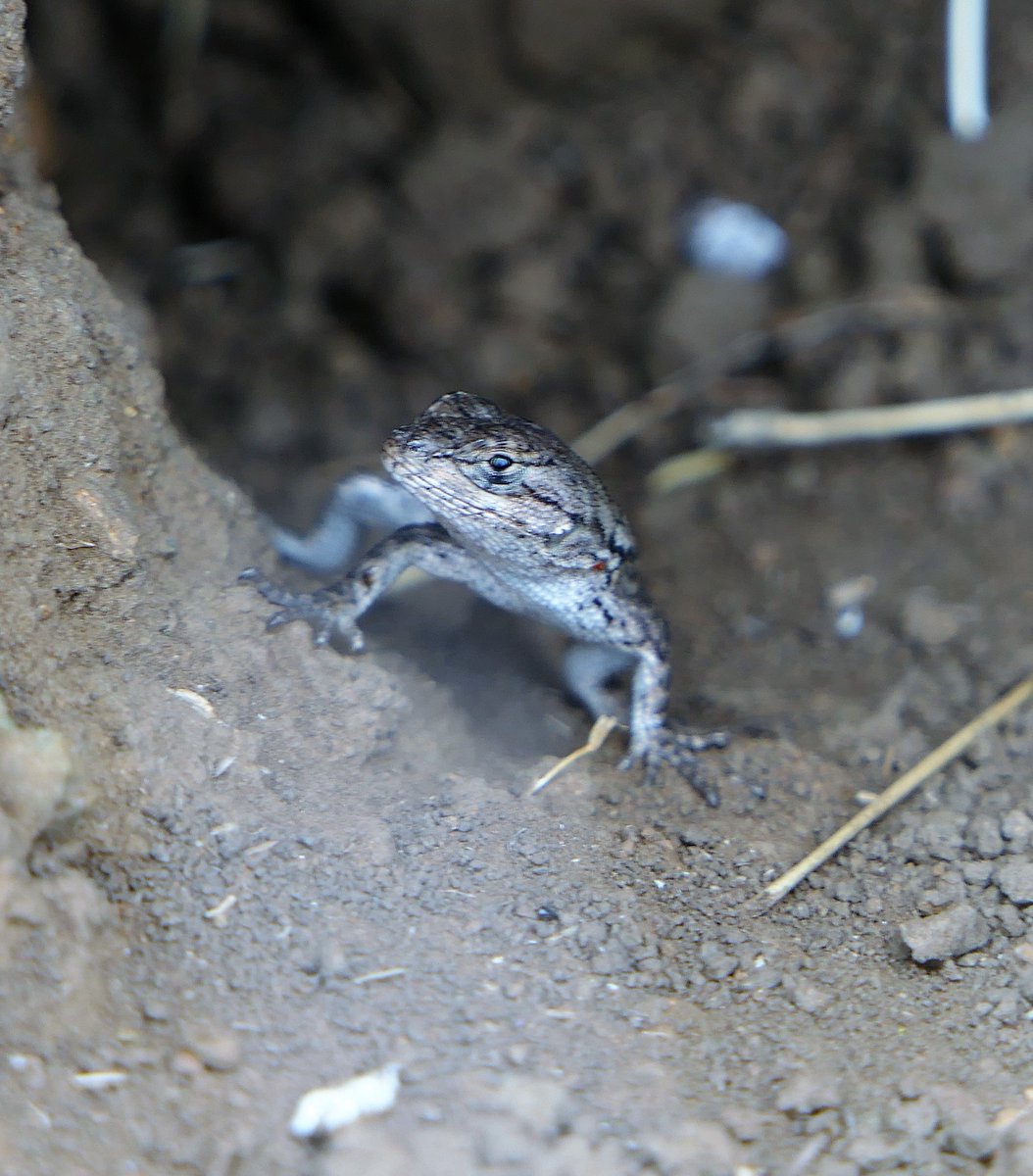 johnnykelphead's tweet photo. plenty of #babylizards #augustlizards some of the #grasshoppers had the hood others not. M F ? https://t.co/5fOJytTbhu