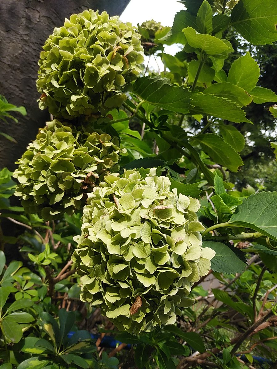 アジサイの花の部分が緑の葉っぱみたいになってるのは病気 あえて病気にさせて売ってたりもするらしい こわ Togetter