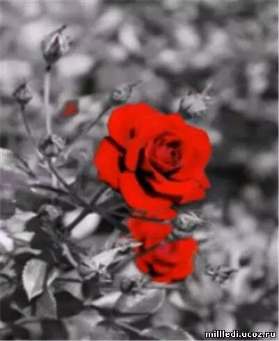 살아온 날을
되돌아 보면

아팠던 날도
슬펐던 날도 있았지

힘들었던 순간도
어려웠던 순간도 많았지

그러다
선물처럼
기쁜일도 만나고

행복한 일도 만나게 되더라구

또 살아가는 동안
이런 일들이 우연처럼 찾아오겠지

삶이란 그런거니까..
웃으며 살아가는거지..