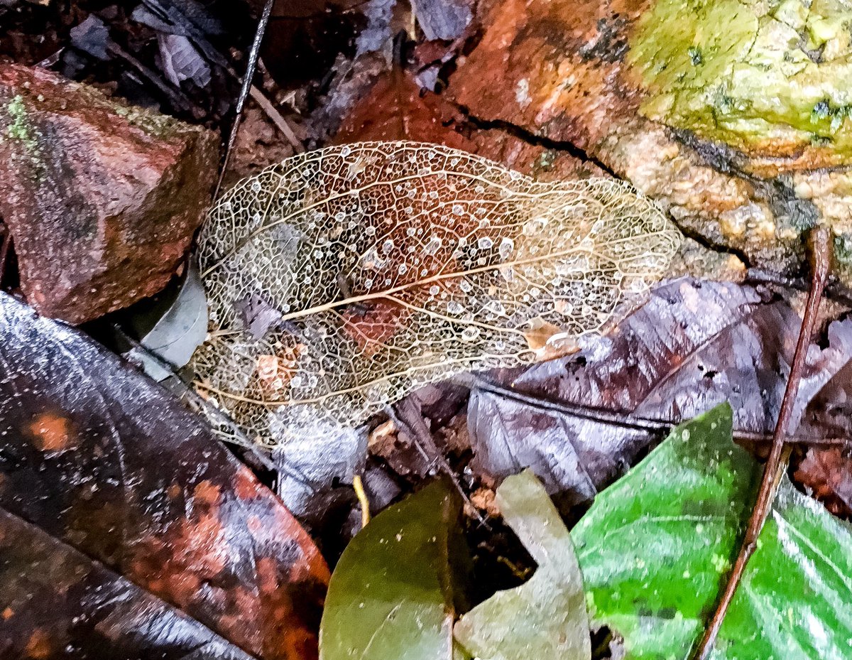 gopikanath's tweet photo. Found this in the Netrawali Wildlife Sanctuary on the return trek from Mynapi waterfalls. The rain water droplets creating a moment that healed an exhausted body and filled the heart with joy....to see something so beautiful, so untouched....so pure
#offtrailadventures https://t.co/3mHgMshZ9X