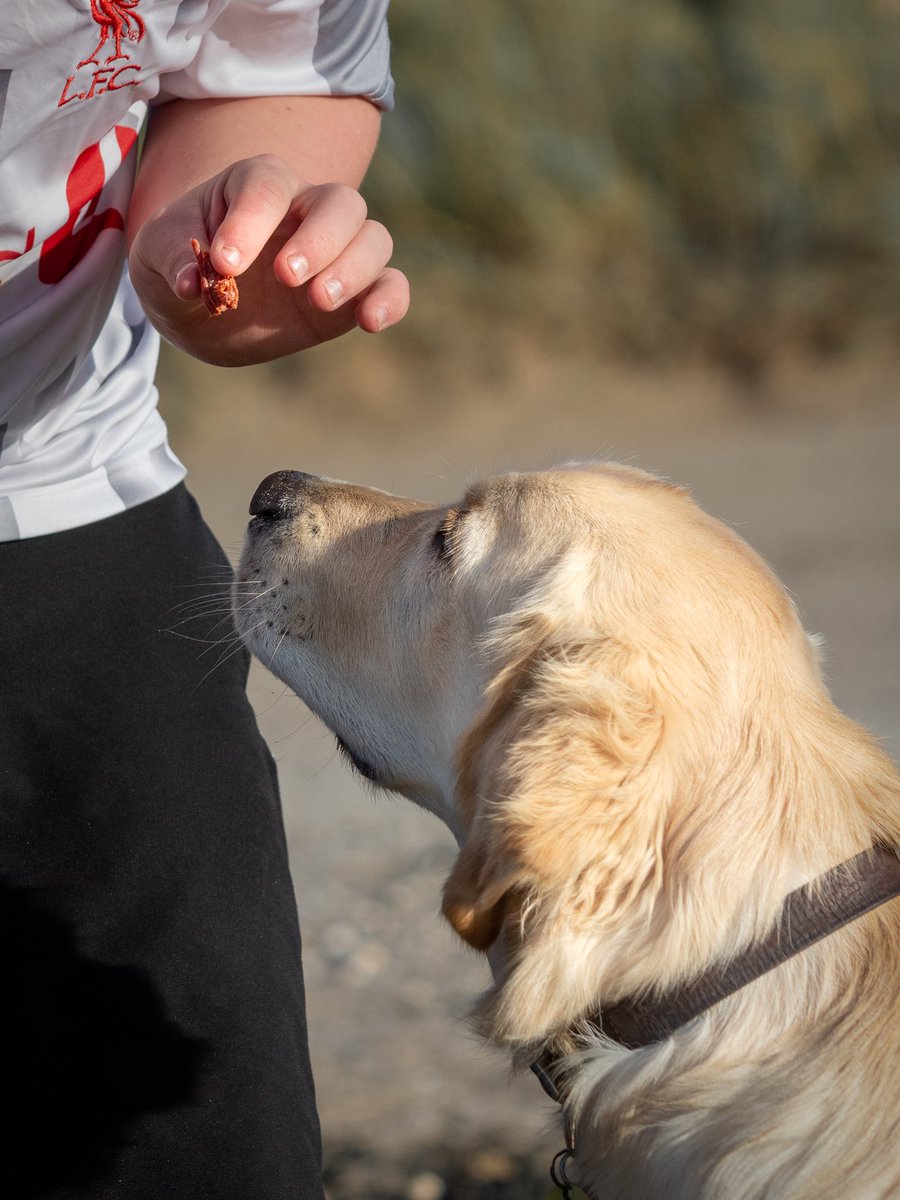 raised2guide's tweet photo. Don’t mind if I do #thankyou #onesnotenough #GoodBoy #guidedogpuppy #goldenretriever @PurinaUK #adventuros https://t.co/5b1p6nNk1O