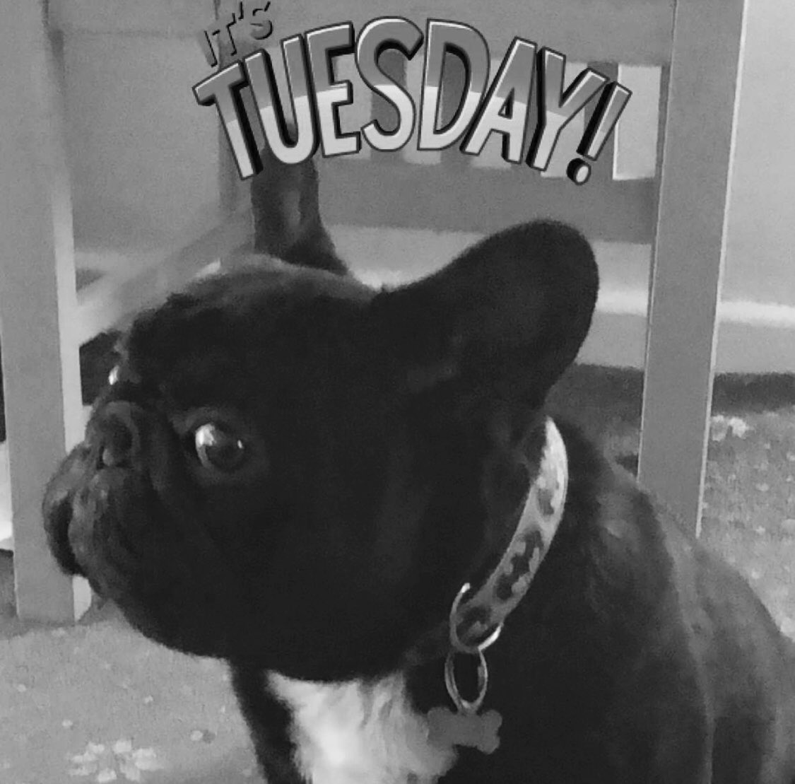 Lodge4Betty's tweet photo. Good morning Tuesday ☕️😁... taking this big fella for a walk #Frenchie #batmandog #nurseactive 🐶and then back to being a patient for me #postopchecks #busmansholiday 🙈🏩... have a great day everyone #staysafe #bekind #choosewell 🚨🚑🏩 https://t.co/uTyx7p3SRB