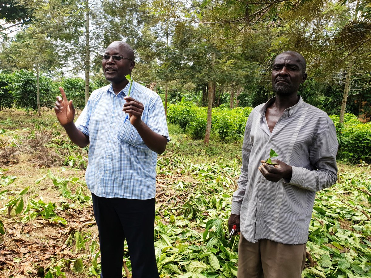 CanHCKenya's tweet photo. .@CanHCKenya is supporting @medadotorg @MEDA_KENYA to work with #CaffeDelDuca Limited to facilitate an additional 1,000 farmers in #Busia and #Kisumu 🇰🇪 to boost production of Robusta #Coffee farming. https://t.co/9jaAZ4ze1L