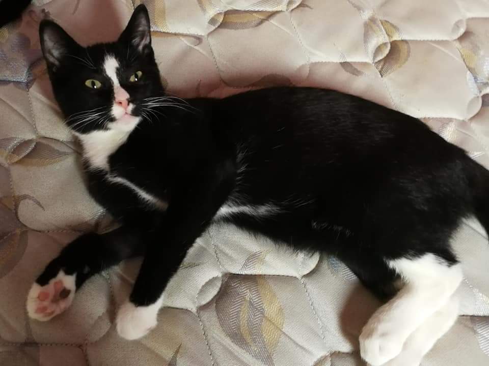 PeluditosdeEmma's tweet photo. Bubu Lino y Mía 3 preciosidades que solo buscan un hogar que las llene de caricias juegos y amor.Con un solo click podemos hacerlo posible ya lo hemos echo muchas veces y gracias a vuestros click en compartir hemos conseguido muchos hogares.Echanos una manita y  difunde. Gracias https://t.co/vRGVPaWIwo