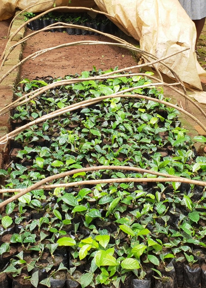 HCCanKenya's tweet photo. Le @HCCanKenya aide @medadotorg @MEDA_KENYA à travailler avec #CaffeDelDuca Limited pour aider 1 000 agriculteurs supplémentaires dans les comtés de #Busia et de #Kisumu pour #stimuler la production de #café Robusta. https://t.co/c8YcCVQYCf