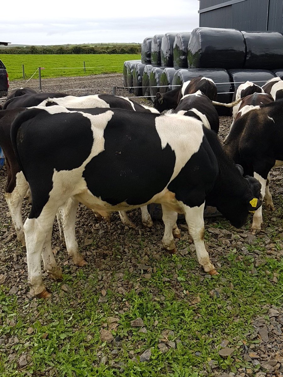 AndrewKilleen5's tweet image. 31 of these guys if anyone interested 
All retweet welcome