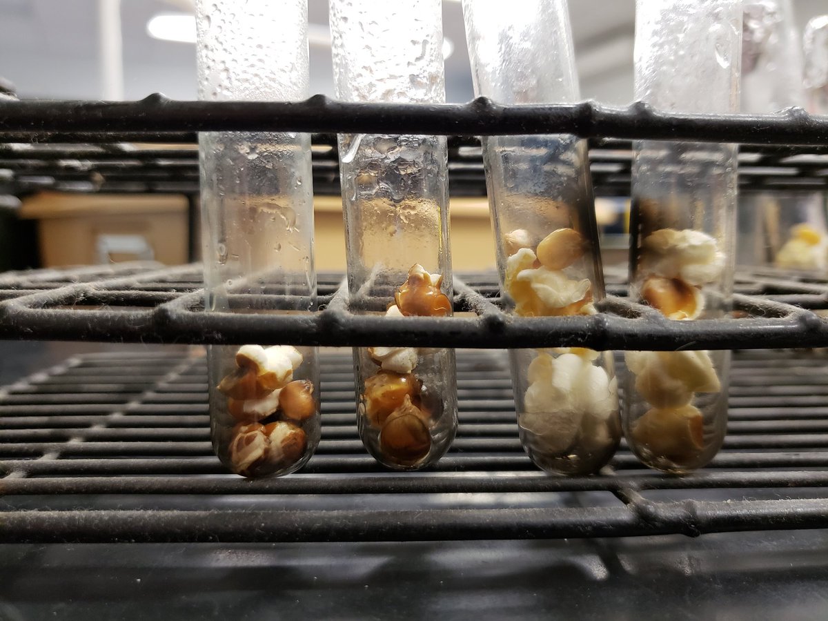 2footgiraffe's tweet photo. Interesting comparison in class yesterday. Dried popcorn in left 2 test tubes. Fresh popcorn in right 2 test tubes. #figuringitout #ngsschat #taysci1 #taysci4 #taysci5 #taysci6 #taysci7 https://t.co/uFIusayvdu