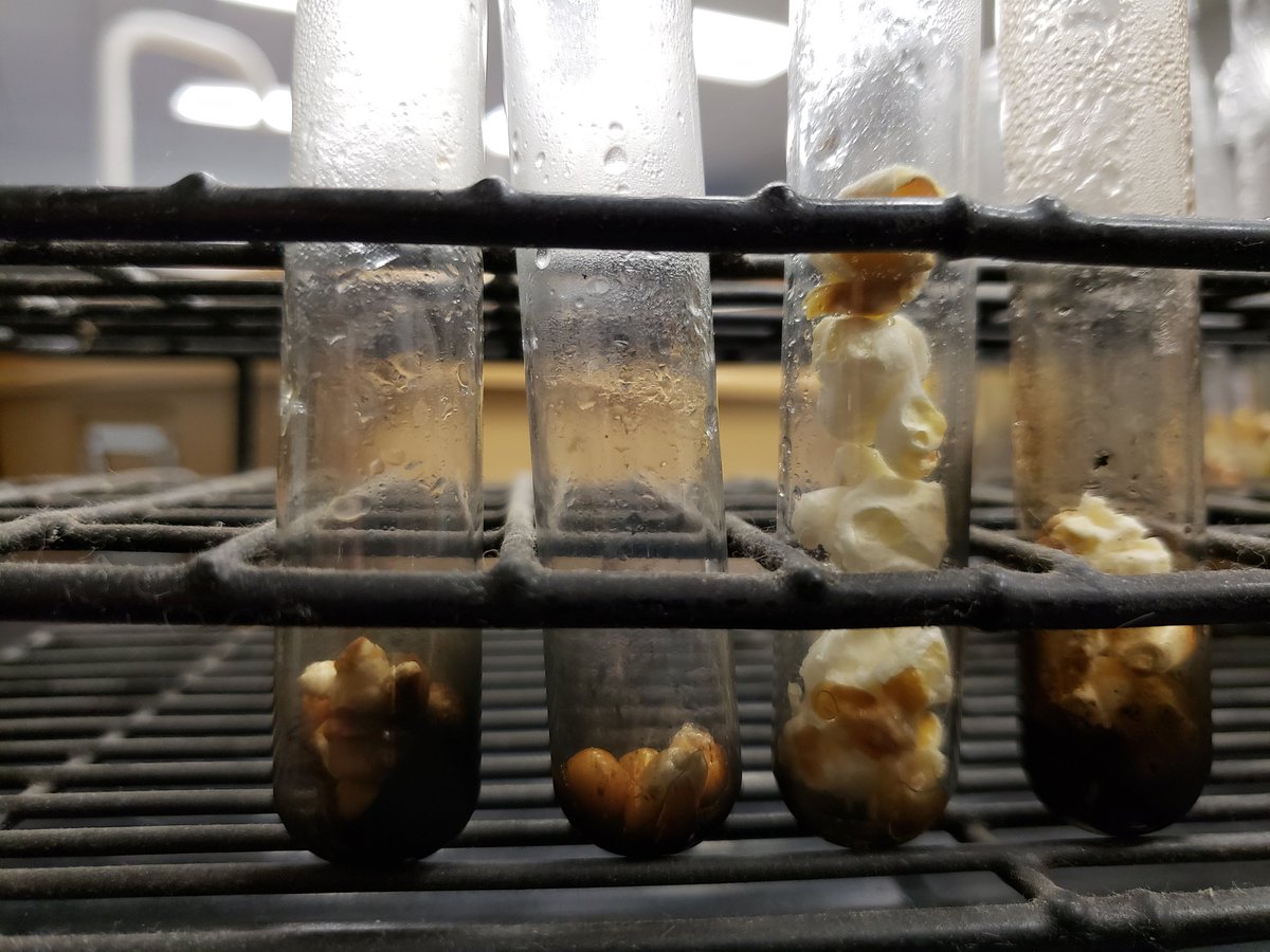 2footgiraffe's tweet photo. Interesting comparison in class yesterday. Dried popcorn in left 2 test tubes. Fresh popcorn in right 2 test tubes. #figuringitout #ngsschat #taysci1 #taysci4 #taysci5 #taysci6 #taysci7 https://t.co/uFIusayvdu