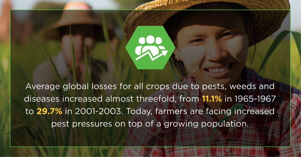 FMCCorp's tweet photo. #DYK that global losses for crops due to pests have increased from 11.1% between 1965-1967 to 29.7% between 2001-2003? #SaveOurCrops https://t.co/QxIWpsXAvg