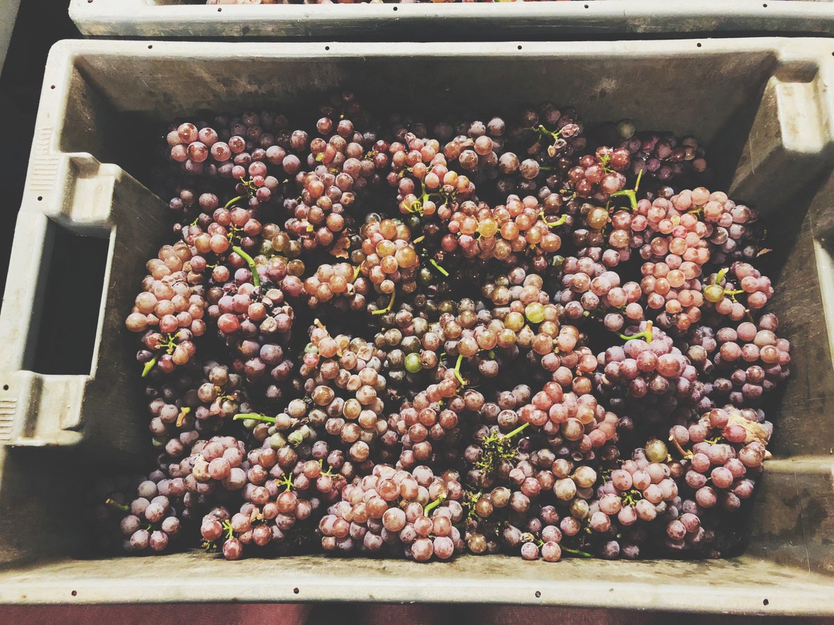Deuxième jour de vendange à Chantegrive sous ce beau soleil. Après les sauvignons gris, on s’occupe des beaux sauvignons blancs.  Les vendangeurs s’activent dans une ambiance chaleureuse et conviviale! 😀 
#vendanges2018 #harvest <a href="/VinsdeBordeaux/">Les Vins de Bordeaux 🍇</a> <a href="/VinsdeGraves/">Les Vins de Graves</a>