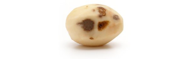 get_InZpired's tweet photo. ‘The market share of #organic products is growing rapidly. In the Dutch supermarkets, turnover is increasing by 10 percent annually, but the #potato is lagging behind’, says Edith Lammerts van Bueren. #Phytophthora #sustainable
https://t.co/nIt4Fpy7V5 https://t.co/OEctpwk4mT