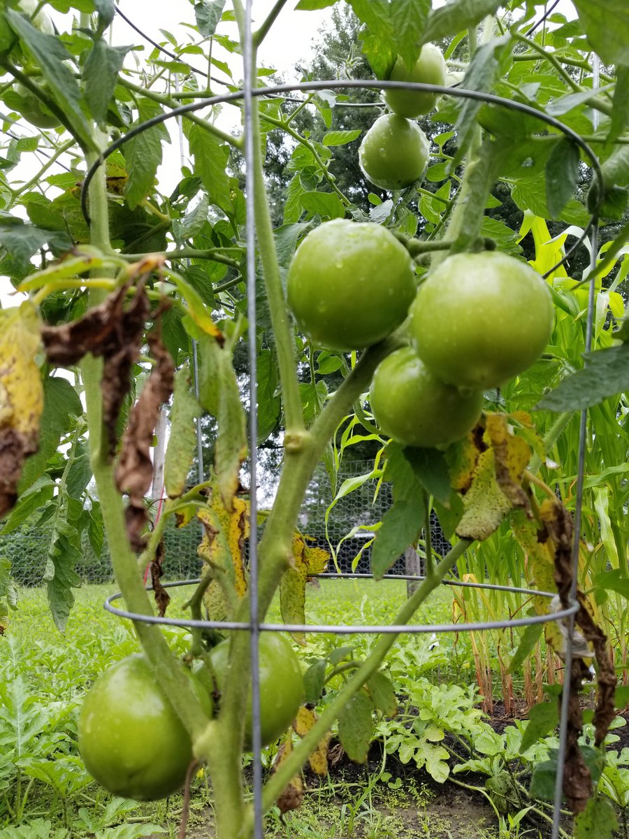 sugar_kitchen's tweet photo. Good morning! 

My tomatoes are almost ready to pick and I've got around 30 watermelon growing! 

Does anyone have a garden growing they'd like to share? 

#sugarloafkitchen #farmfresh #homemade #southdeerfield #backyardgarden #tomatoes #watermelon #tootiredtohashtag https://t.co/jJh5ssxXpD