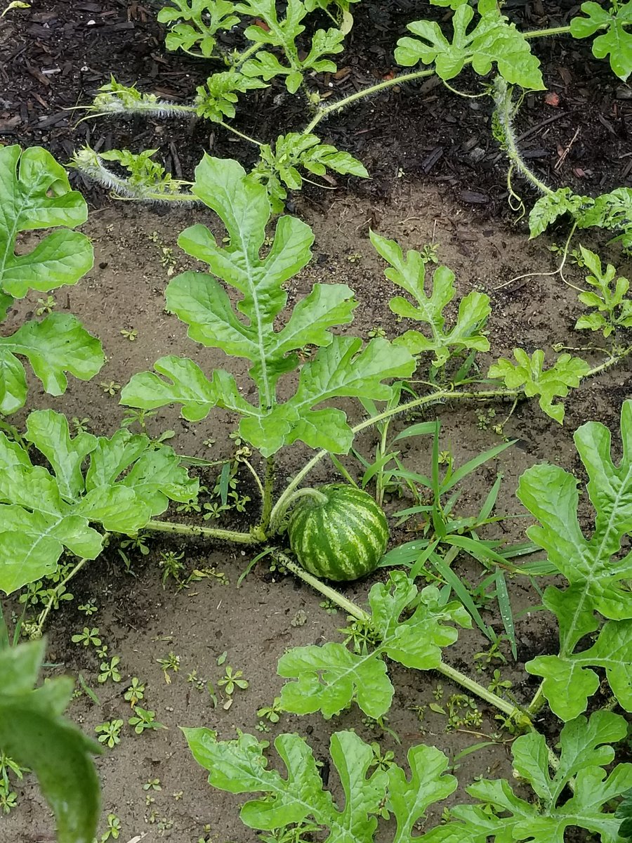 sugar_kitchen's tweet photo. Good morning! 

My tomatoes are almost ready to pick and I've got around 30 watermelon growing! 

Does anyone have a garden growing they'd like to share? 

#sugarloafkitchen #farmfresh #homemade #southdeerfield #backyardgarden #tomatoes #watermelon #tootiredtohashtag https://t.co/jJh5ssxXpD