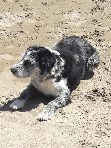 Alerte Animaux Perdu On Twitter Perdu Chien Noir Gris