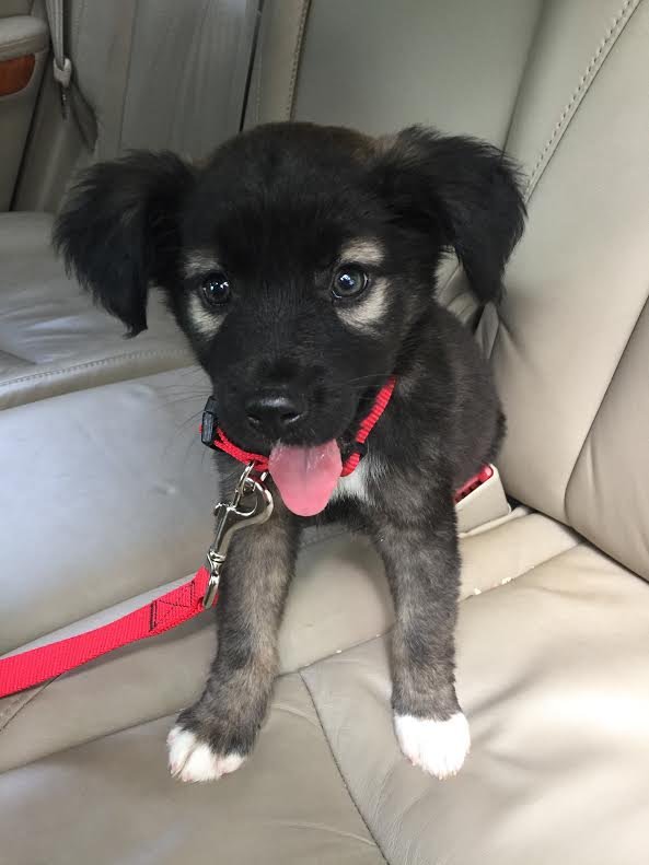 DogsByLisa's tweet image. #* I want to take him home so badddddd  😀💚💚