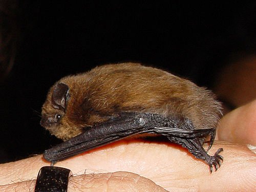 RSJConversions's tweet photo. Building work and bats - find out what you need to do: https://t.co/Ym2ZEVhNEk
@_BCT_ https://t.co/iaujF05WuU