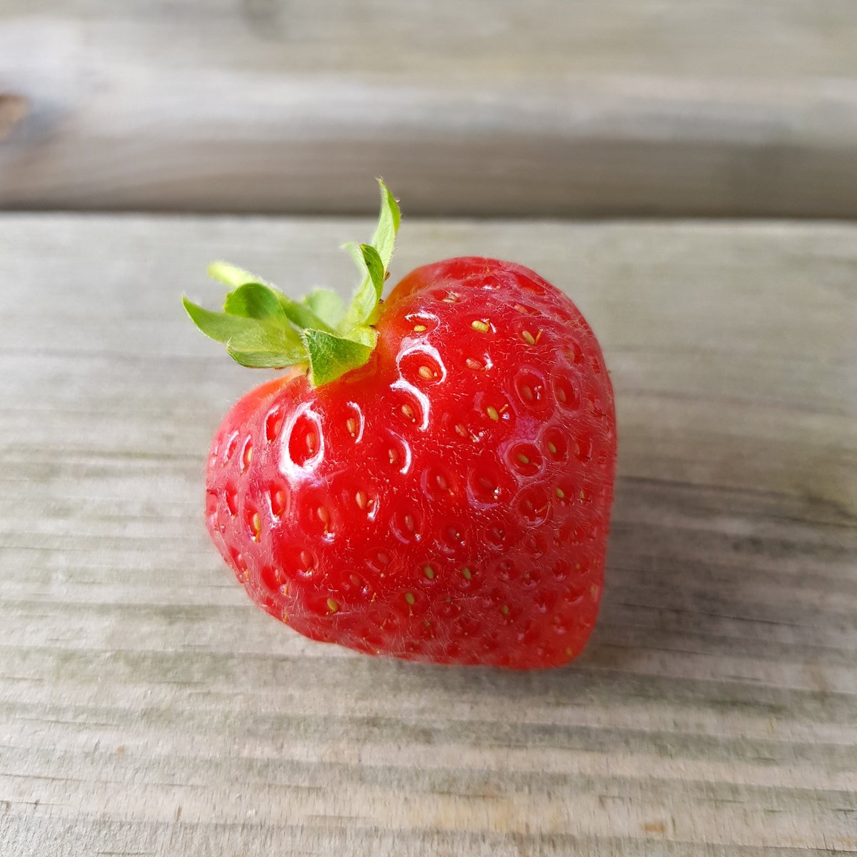 lovesomersetonl's tweet photo. There is nothing more perfect in this world than a Cheddar strawberry 🍓❤ #beststrawberriesever #perfection #worldfamous #nofilterneeded #shoplocal #shopsomerset #supportlocal #supportsomerset #cheddarstrawberries #cheddarstrawberry #Cheddar #Somerset #lovesomersetonline https://t.co/9ZVLnttTFU