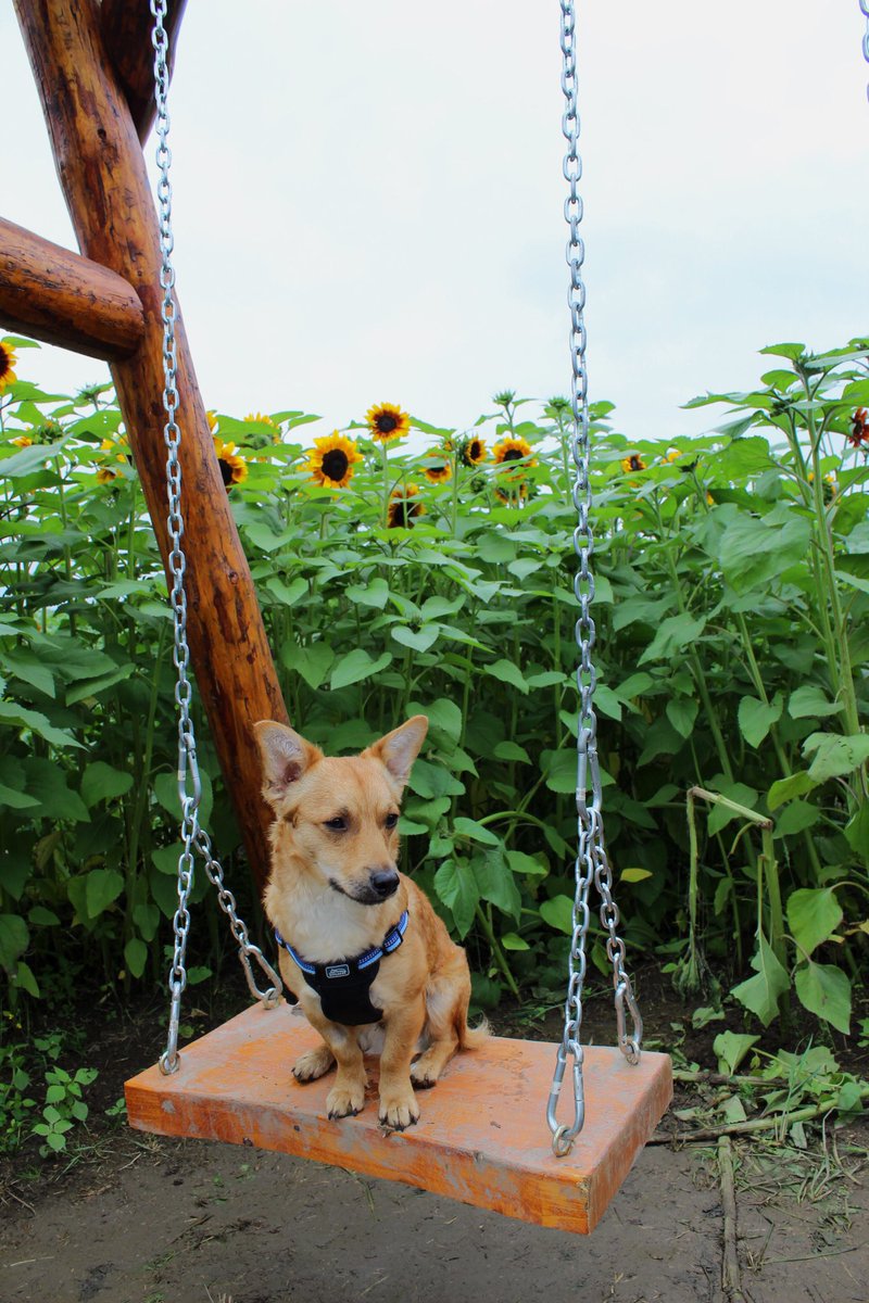 While swinging in a field of sunflowers, I pondered if life could get any better than this? 🌻 #tailsoftucker 
#explorebc #optoutside #chiweeniepoo #chilliwacksunflowerfest #sunflowers #beautifulbc #sharechilliwack #explorebcgardens #adventurewithdogs #yvrdogs #vancity #pnwbc