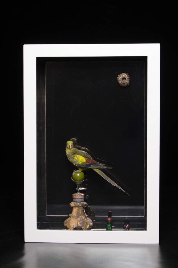 Retrospective #5 - looking back at some of my #taxidermy #assemblage #art read more about this piece titled ‘Fragility of the mind’ on the link below #paulbroomfield #artist #devon #antique #parrot 
paulbroomfield.co.uk/fragility-of-t…