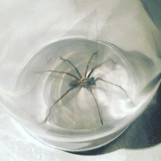 FishBristol's tweet photo. Spiders absolutely love it on our farm. This one is @silverandfire ‘s but I saw 2 of the same type last week. I think this type is making its way up from more southern Europe on this exceptionally warm year! #spider https://t.co/g7VgGCQy59 https://t.co/DRUnOrV75v