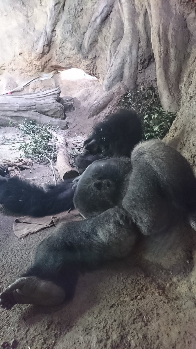 ゴリラ組長 ゴリラ男 Auf Twitter モンタさんじゃ絶対やんないであろうこの寝方 上野動物園 ニシゴリラ