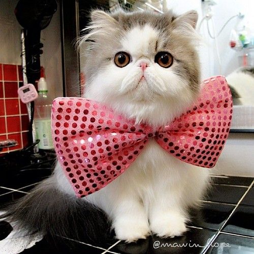 Today is a great opportunity to make yourself (or your pet!) look extra snazzy, as it’s Bow Tie Day!