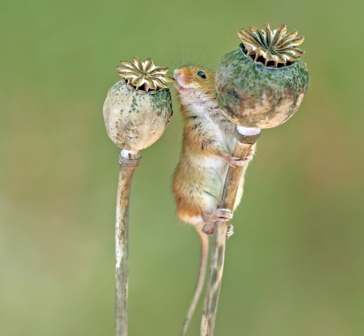 Nico1ame's tweet photo. Great fun in a harvest mouse photography session yesterday. What gorgeous little creatures :) https://t.co/8tGGZVaWp5