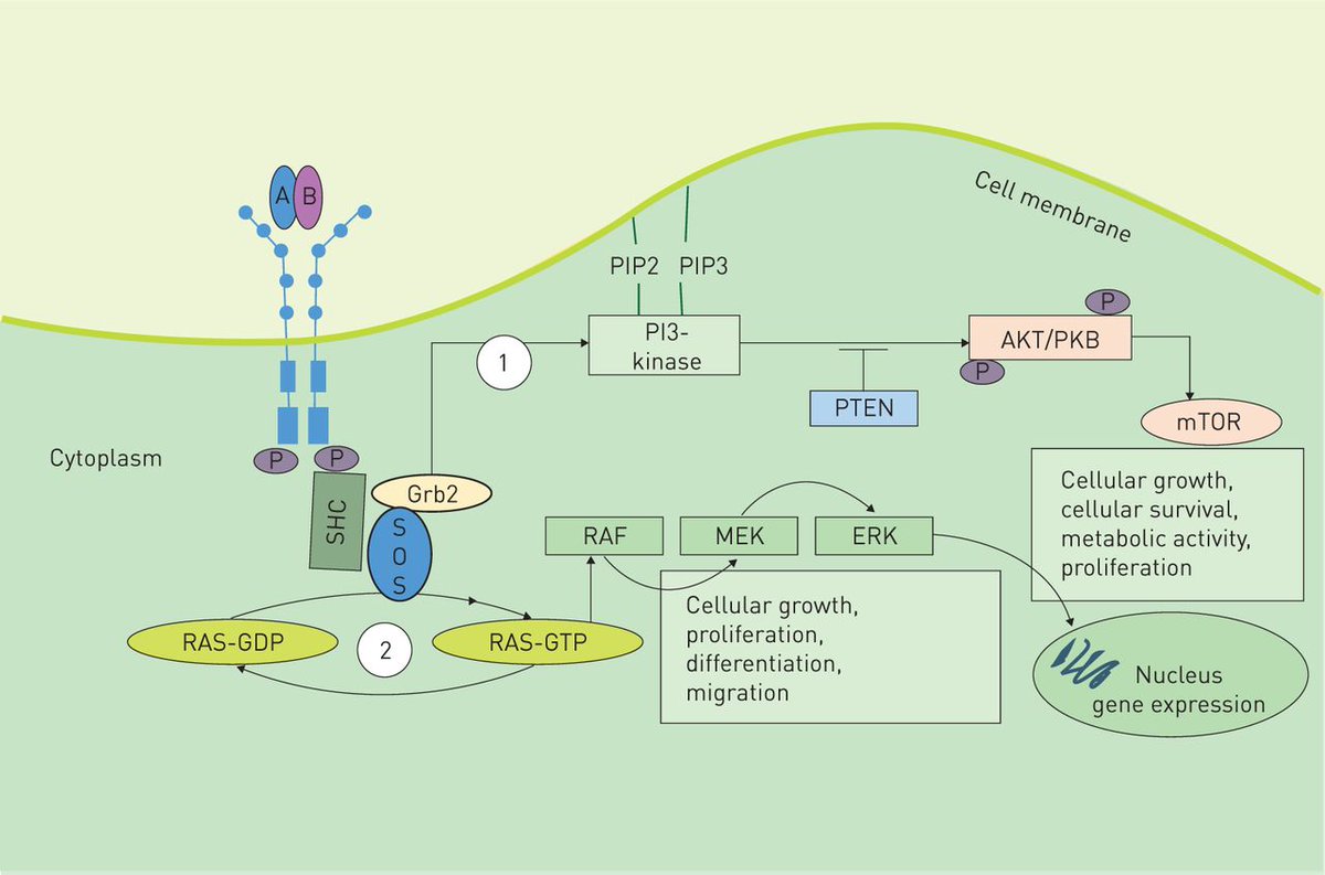 CliniNephrology's tweet photo. #Renal Interstitial Platelet-Derived Growth Factor Receptor-β Cells Support Proximal Tubular #Regeneration
Get to know more updates on nephrology on our journal through full length access to the articles
@ https://t.co/n0VK3XZGwq https://t.co/wn4TT8yADQ