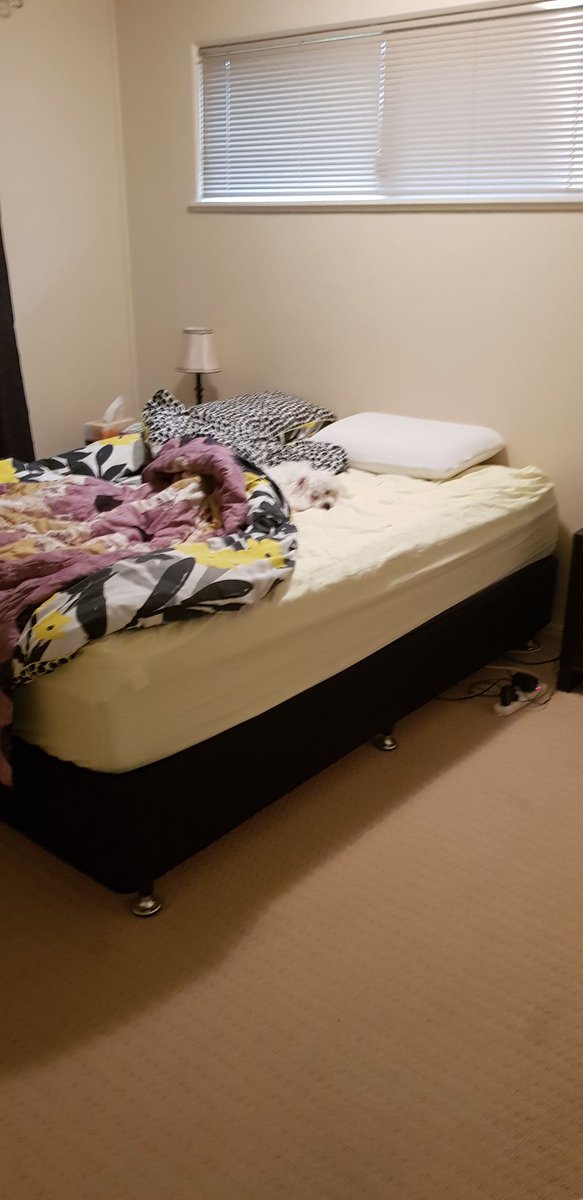 JoeyTheNinja's tweet photo. Here she is asleep in my bed. She didn't appreciate waking up early https://t.co/yWq6kxvXnX