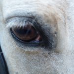 ALivelyLife's tweet image. Freedom and Horses Today I’m feeling overwhelmed by all the horrific news out of Pari rviv.ly/631La