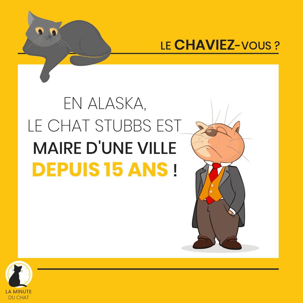 La Minute Du Chat By Catizz Minute Du Chat Twitter