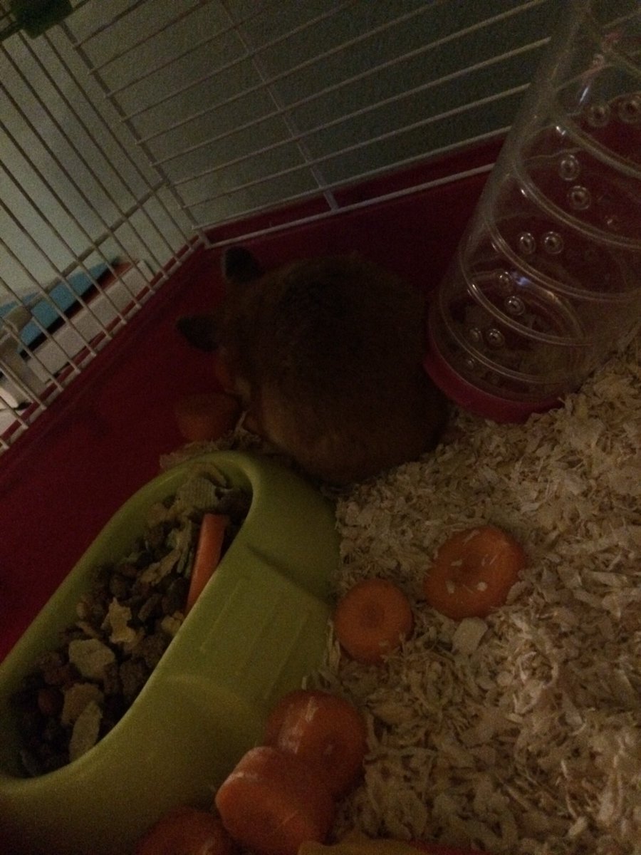 hamstercarrot's tweet photo. My food corner where I plan how to take over the WORLD https://t.co/lc54TrsRAh