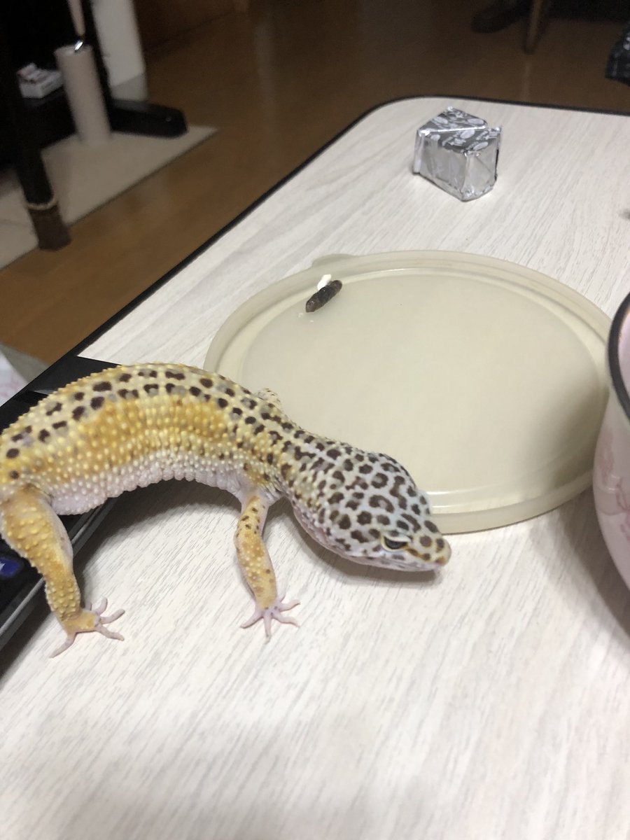 oreo_reopa's tweet photo. 今日で2歳のオレオさん、、盛大にやらかす笑笑 https://t.co/rUVl2aJrcD