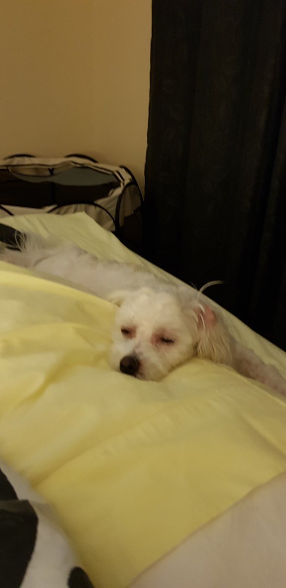 JoeyTheNinja's tweet photo. Last one. Bedtime for sleepy puppy https://t.co/wp6jJIZ6xs