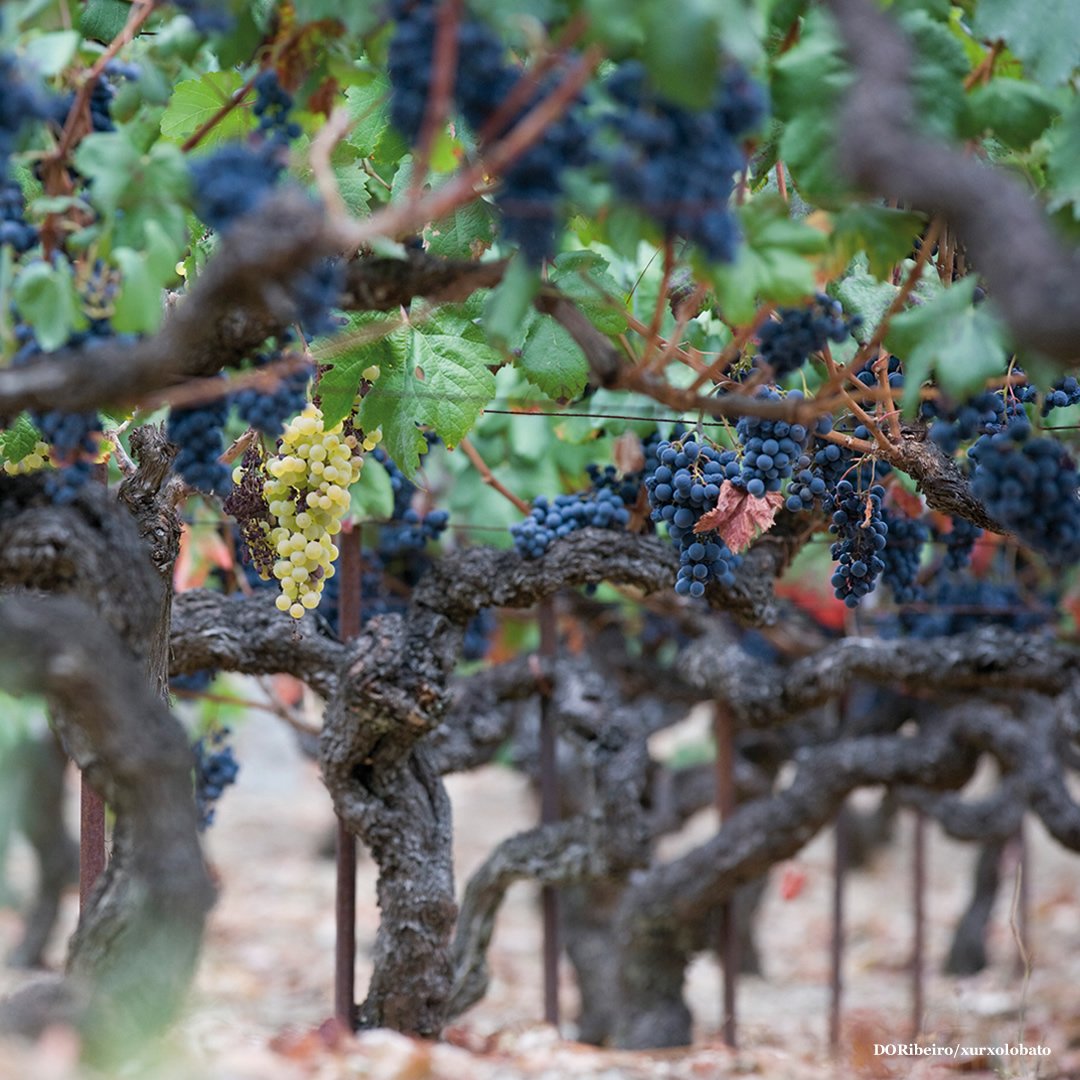 Unha característica que marca o territorio da D.O. #Ribeiro é o minifundismo, a complexa orografía e o uso de técnicas tradicionais nos traballos do viñedo. #EsenciaGalega 💚