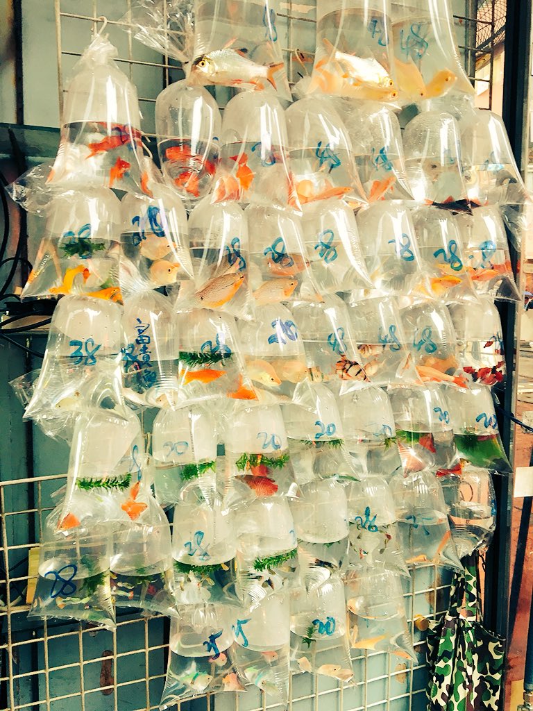 海獺 ツ Twitterren 香港金魚街 如果伴有來大概會碎念很殘忍之類的吧 香港 金魚 金魚街 想念