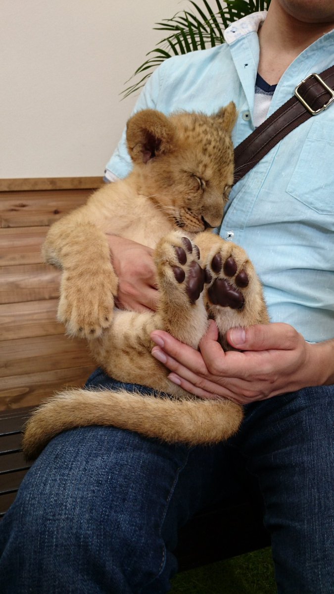 ライオンの赤ちゃん