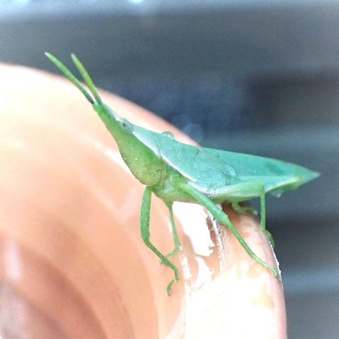 ショウリョウバッタのtwitterイラスト検索結果