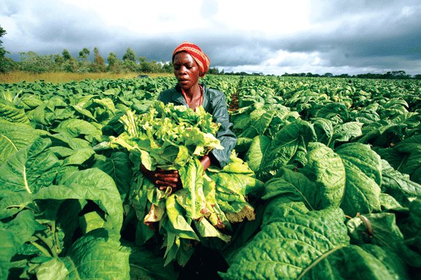 GondaiMutongi's tweet photo. The land is the economy. The economy is land. Under ED's watch, Zimbabwe recorded a tobacco output of 249 million Kg in the just ended season. This is a RECORD for the new resettled farmers. We expect more economic RECORDS to be broken. It's a new era! https://t.co/hX1Ab2R2vB