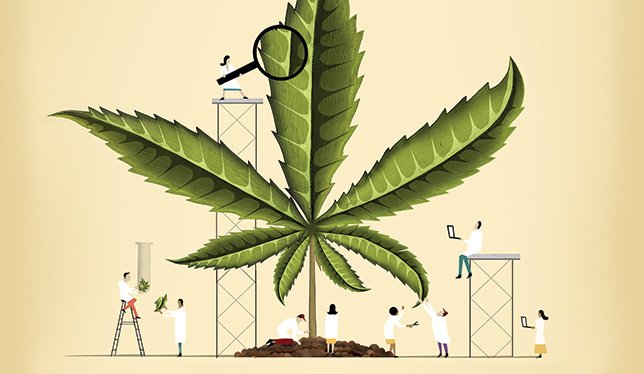 RickSimpson_Oil's tweet photo. Cannabis is an essential oil and is one of the most unusual yet effective oils in the essential oil range, simply because of the plant from which it is derived.
https://t.co/Y2nzSfnuT2
#Alternativemedicine #MedicalMarijuana #PainRelief #THC #Cancercure #SimpsonOil https://t.co/VJlLxnyWaX
