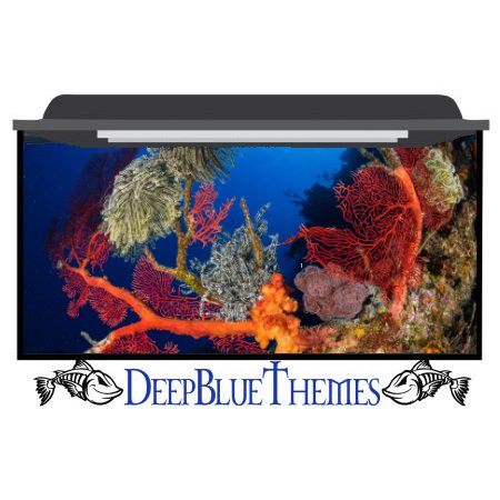 DeepBlueThemes's tweet photo. A beautiful, colorful background for your #aquarium or #fishtank... CLASSIC-COLORS is available only at https://t.co/FujgrFrysY #fish #petfish #colorful #colors #reef #coral #beautiful #underwater #fishtankdecor https://t.co/CITNUjnWCt