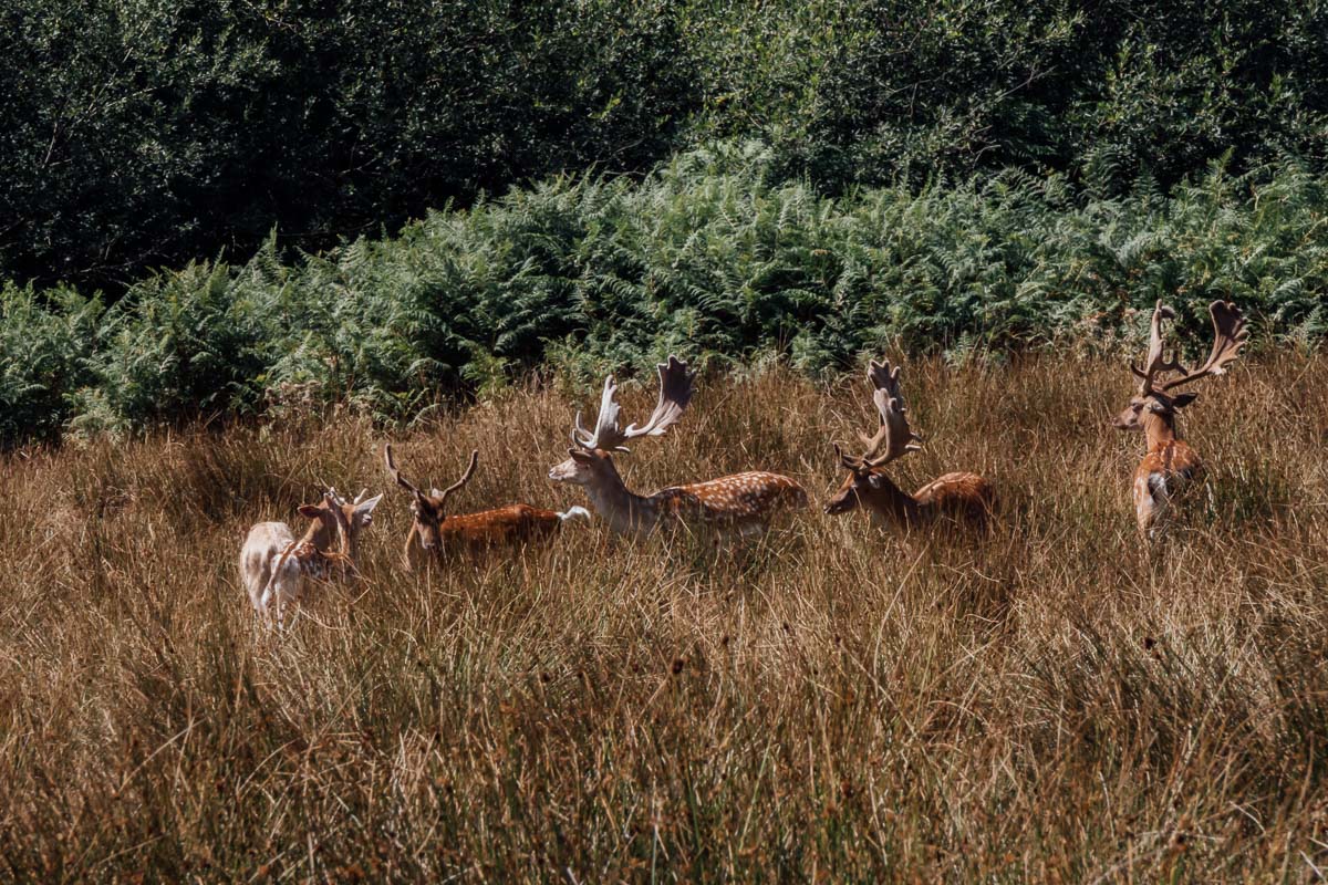 Perpetual_LH's tweet photo. If you take a trip to New Forest, don't miss Bolderwood Deer Sanctuary! https://t.co/UxuKbEsJEO 

@visitengland @greatbritain #nationaltrust #newforest #jurassiccoast #visitengland #visitbritain #travelblog #travelblogger #bloggerstribes https://t.co/hdLnLGCTZk