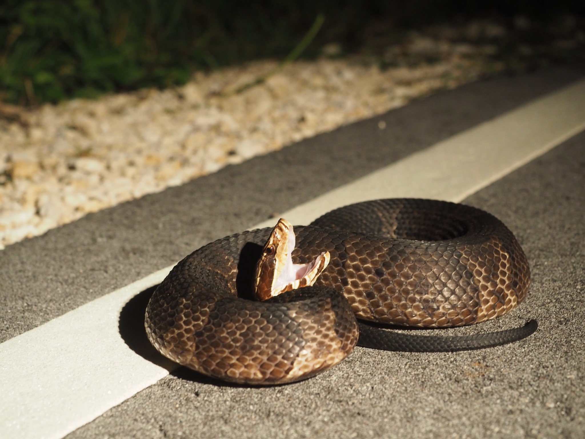 平坂寛 على تويتر ヌママムシ ウォーターモカシン フロリダやテキサスで一番よく見かけるヘビ 平坂寛 على تويتر ヌママムシ ウォーターモカシン フロリダやテキサスで一番よく見かけるヘビ