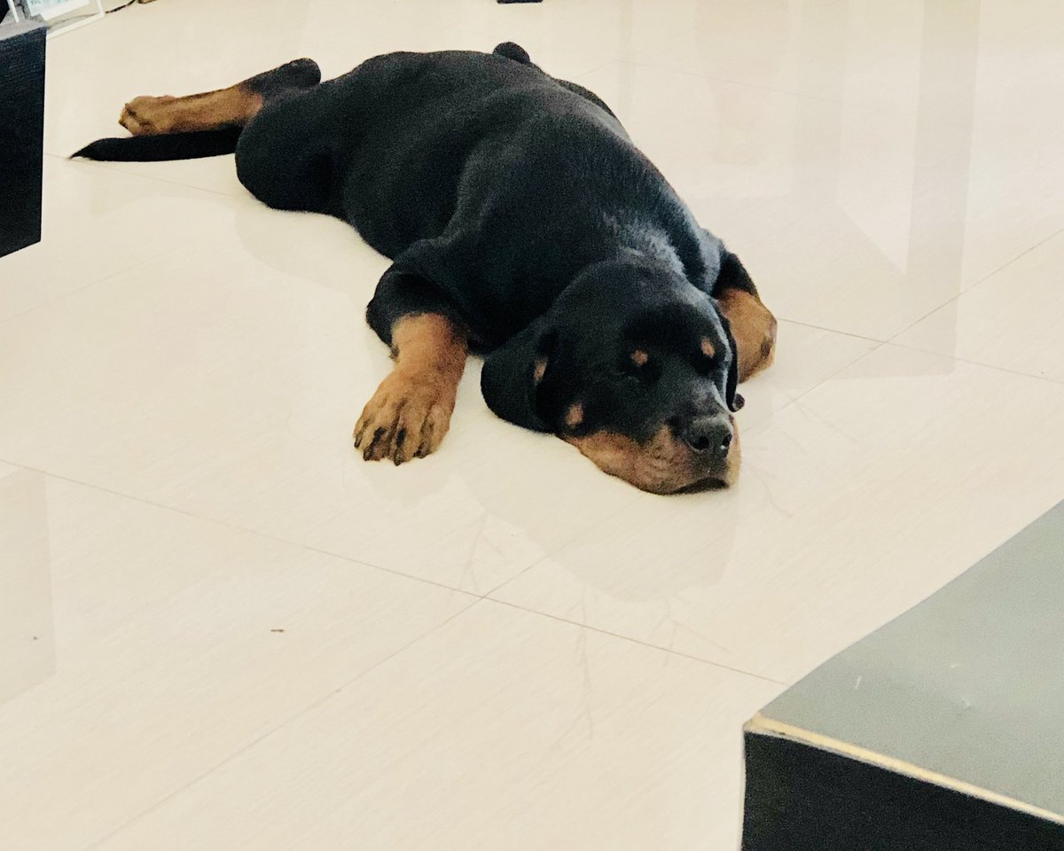 keziah_smith's tweet image. A dog’s life 🐶 #Brutus #SleepyDoggo