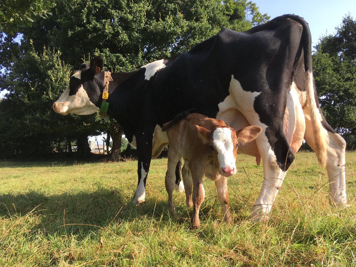ArmoricanFarmer's tweet image. Pour si 6eme vêlage  GWENGOLO nous offre sa 3 eme femelle 3 voies brune. #procross #CeuxQuiFontLeLait #bretagne #agriculture