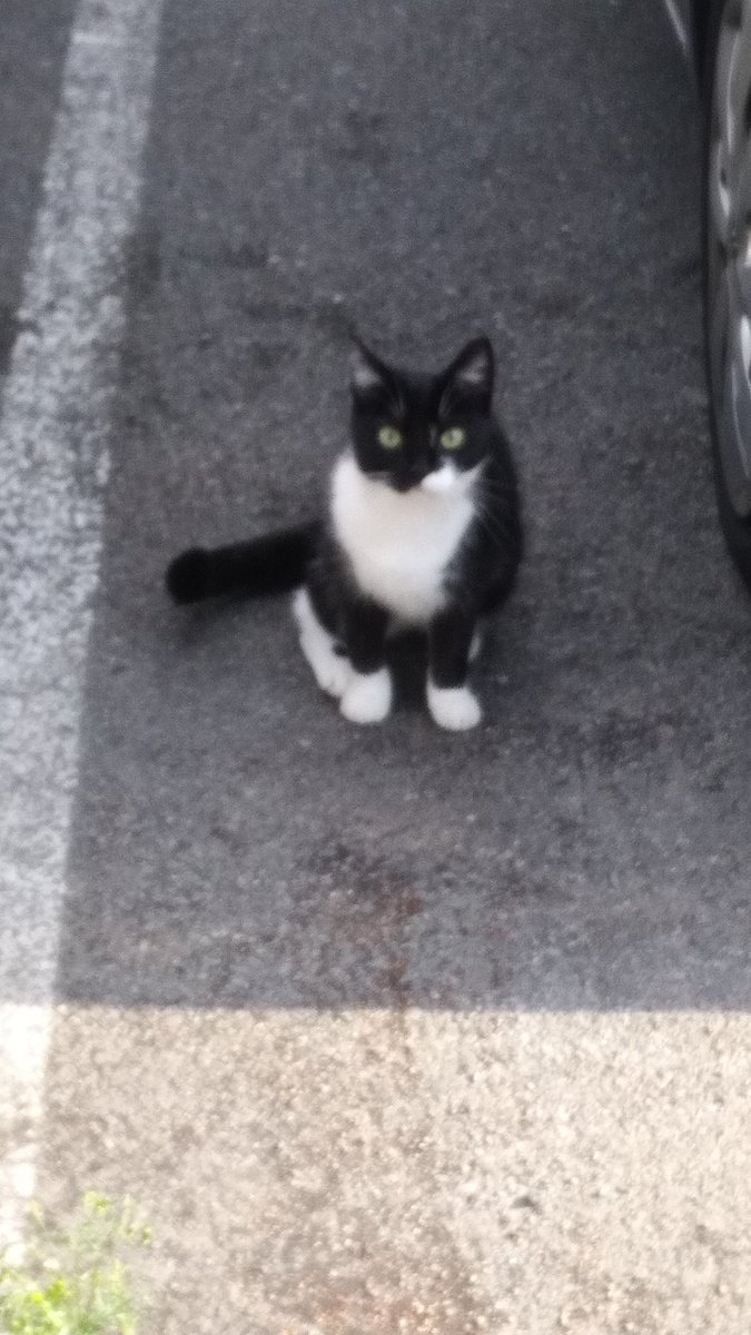 aeroarchive's tweet photo. @RolfatWarwick looks like a friend is waiting for Rolf's return at the Warwick Uni Tennis Centre , spotted this morning https://t.co/2qMNASqBcE