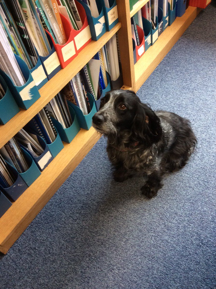 GrundonRecycle's tweet image. *PLEASE RETWEET* 

Dog found near our #Colnbrook #Slough office near #Heathrow. No identity tag. If recognised please call 01753 686777.