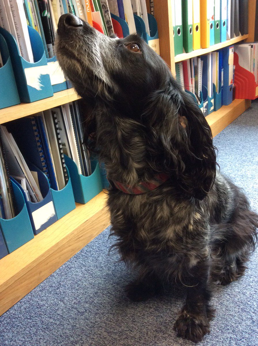 GrundonRecycle's tweet image. *PLEASE RETWEET* 

Dog found near our #Colnbrook #Slough office near #Heathrow. No identity tag. If recognised please call 01753 686777.