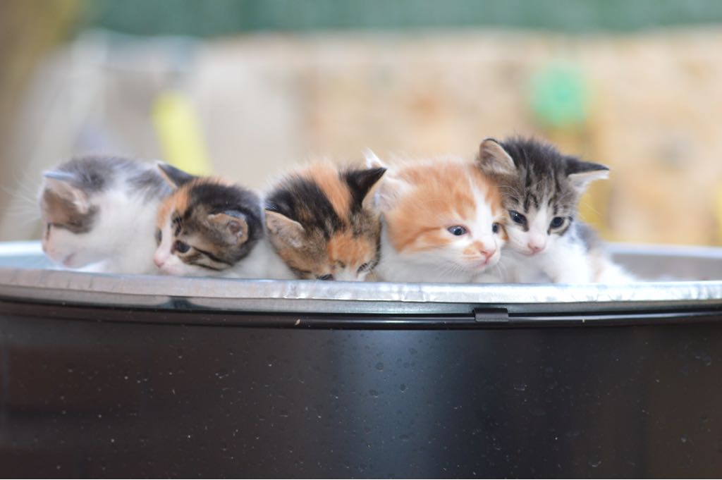 ATENCION POR FAVOR
Estoy buscando casa para 5 bebés gatito que hoy cumplen un mes. Si no podéis adoptarlos por favor dadle difusión a este tuit, os lo agradecería en el alma.
Zona Madrid. Por favor, es urgente